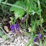Aconitum variegatum Flower