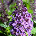 Buddleja davidii Flower
