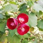 Abutilon guineense Blomma