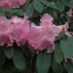 Rhododendron oreodoxa Flower