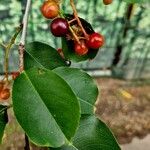 Prunus virginiana Fruit