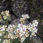Saxifraga pubescens Flower