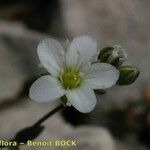 Arenaria provincialis Floare