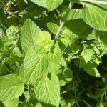 Mentha aquatica Leaf