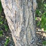 Holarrhena pubescens 樹皮