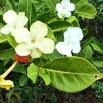 Brunfelsia americana 花