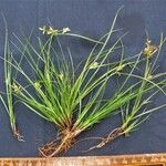 Cyperus flavescens Arall