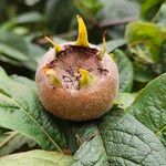 Crataegus germanica Fruit