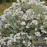 Helichrysum melaleucum Habitatea