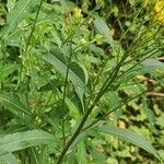 Senecio nemorensis Blad