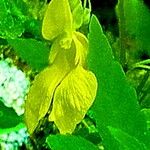 Impatiens pallida Цветок