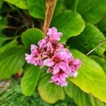 Bergenia cordifoliaFlor