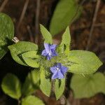 Jacquemontia tamnifolia Flor