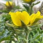 Geum reptans Blüte