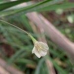 Xenostegia tridentata Fleur