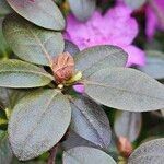 Rhododendron lapponicum List