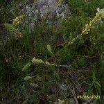Onobrychis saxatilis Blüte