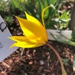 Tulipa sylvestris പുഷ്പം