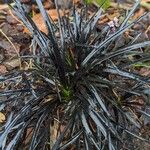 Ophiopogon planiscapus 葉