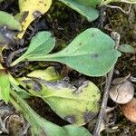 Globularia bisnagarica Frunză