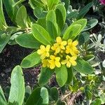 Daphne jezoensis Flower