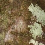 Elaeoluma nuda 树皮