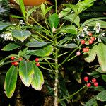 Ardisia crenata Květ