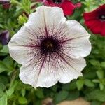 Petunia × atkinsianaCvet