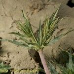 Eryngium galioides Staniste