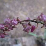 Polystachya concreta Flower