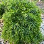 Acacia cognata Fuelha