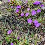 Primula wulfeniana Vekstform