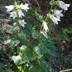 Campanula trachelium Хабит