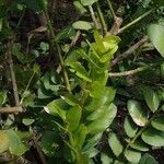 Griselinia scandens