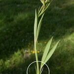 Lathyrus sphaericus ഇല