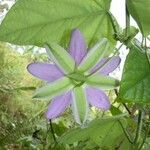 Passiflora menispermifolia 花