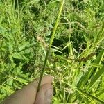 Desmodium intortum Frucht
