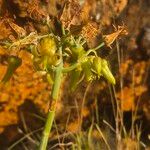 Cotyledon barbeyi 花