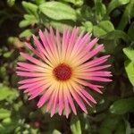 Dorotheanthus bellidiformis Hoja