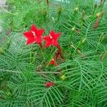 Ipomoea quamoclit Blomst