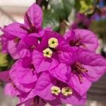 Bougainvillea glabraFlor