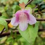 Abelia schumannii 花