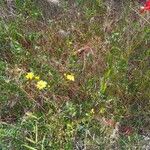 Senecio glaucus Habit