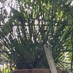 Dendrochilum tenellum 葉