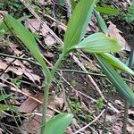 Polygonatum pubescens Vivejo