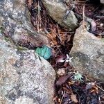 Cyclamen balearicum Leaf