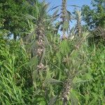 Leonurus quinquelobatus Flor