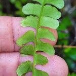 Lindsaea stricta Vrucht