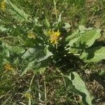 Wyethia sagittata Kvet