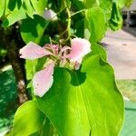 Bauhinia monandra Цвят